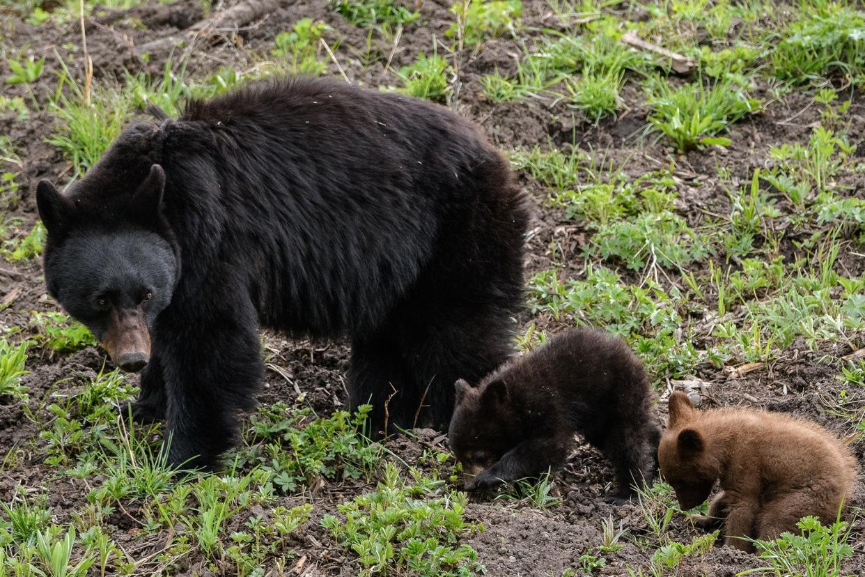 Officials said the man wounded a sow black bear that was feeding on apples in front of his house.