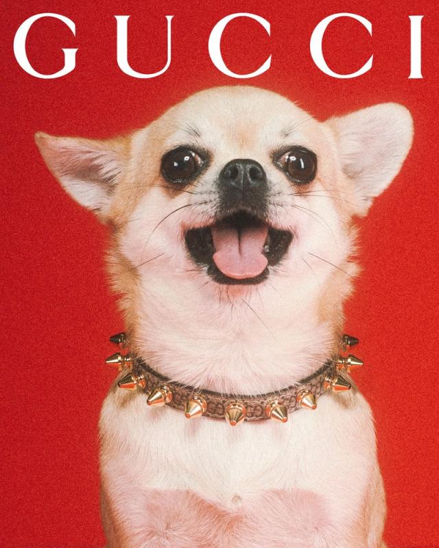 Gucci Pet Collection: Gucci Has Debuted Its First Pet Line