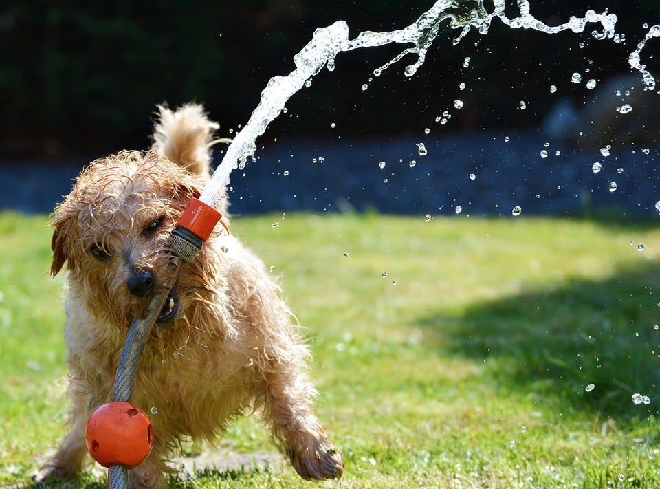 Dogs will need cooling off during the heatwave (Pixabay)