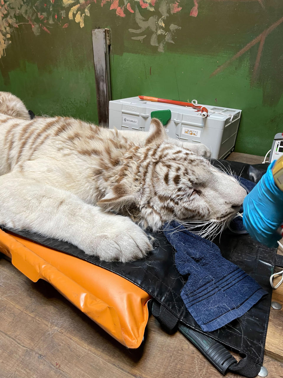 Noch ein bisschen vorsichtig: Tigerin Charlota in ihrem neuen Zuhause. (Bild: Four Paws/ Caters News)