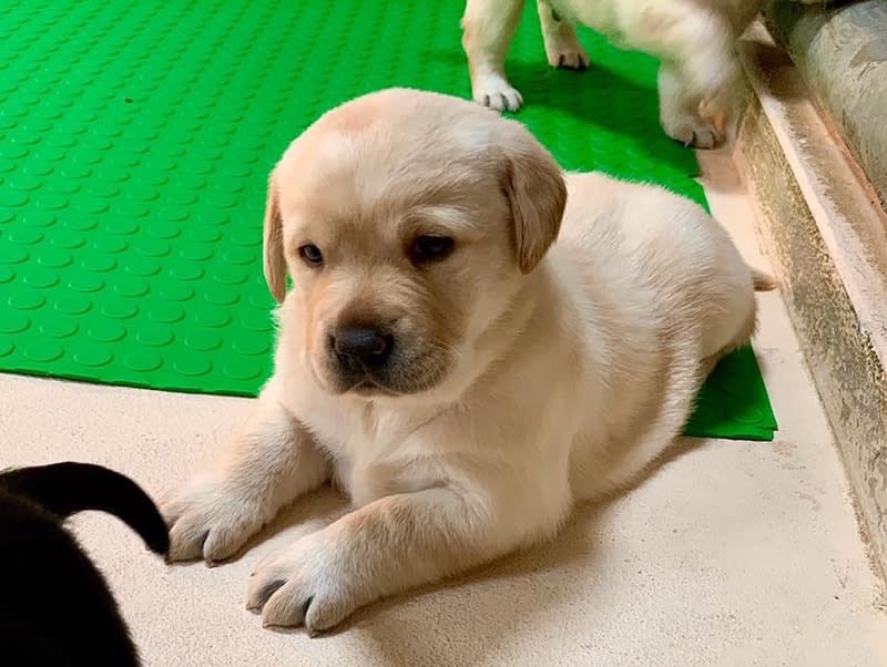 近期有4到5胎的拉不拉多緝毒犬幼犬誕生，海關對外徵求寄養家庭。（緝毒犬培訓中心提供）