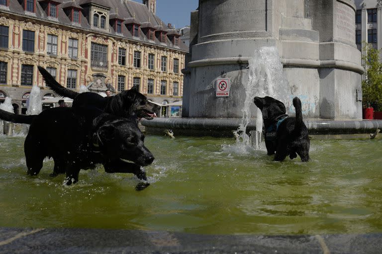 Los perros juegan en una fuente en Lille, en el norte de Francia el martes 19 de julio de 2022