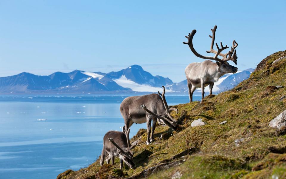 A reindeer herd grazing on Spitsbergen Island, Norway