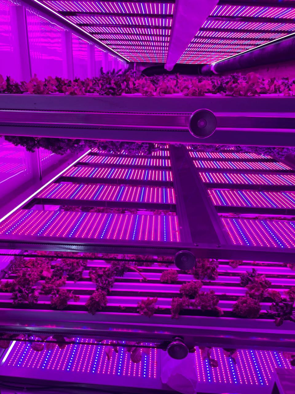 Crops growing inside Mario Vitalis’s hydroponic farm in Indianapolis. The plants can absorb the red and blue light in the same way they absorb the sun.