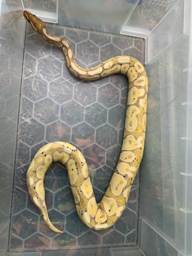 York Press: One of the Royal Python snakes found in Falsgrave, Scarborough