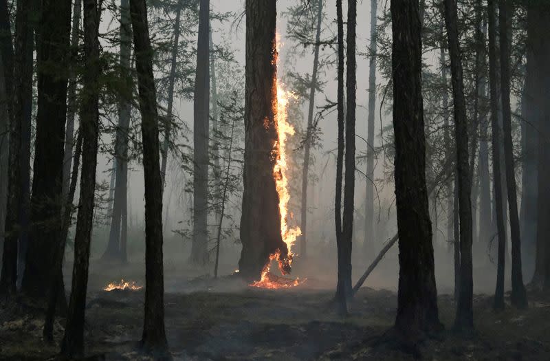 FILE PHOTO: A tree burns during a wildfire near the village of Taastaakh in the region of Yakutia