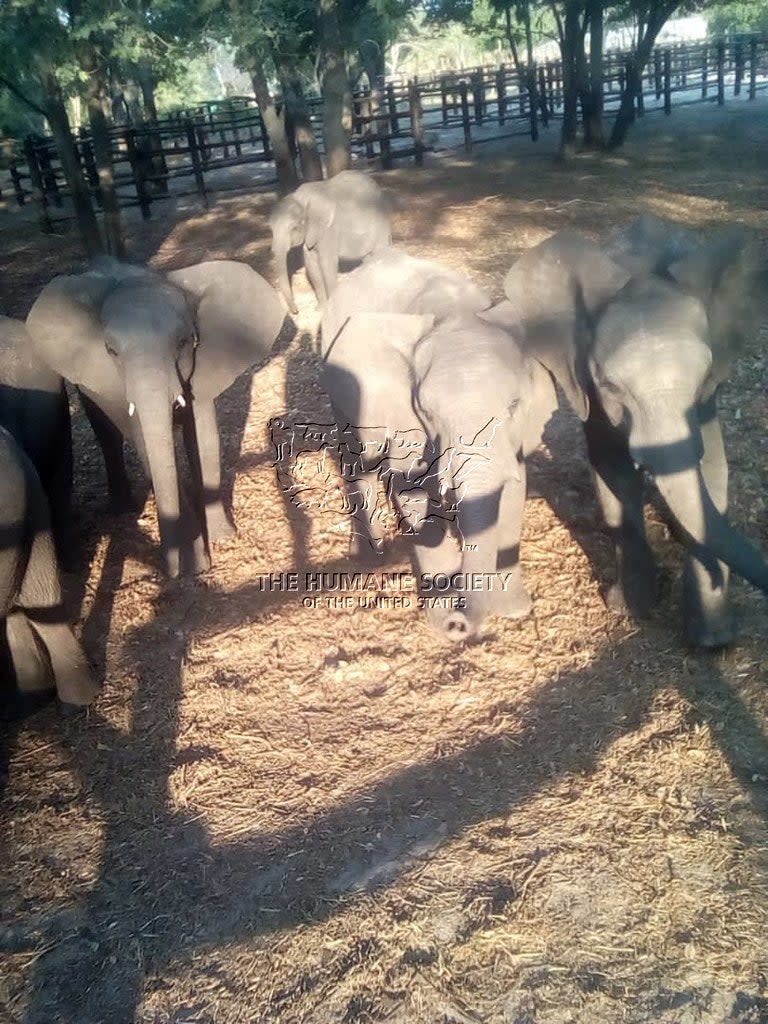 <p>Baby elephants pictured in Zimbabwe </p> (Humane Society International)