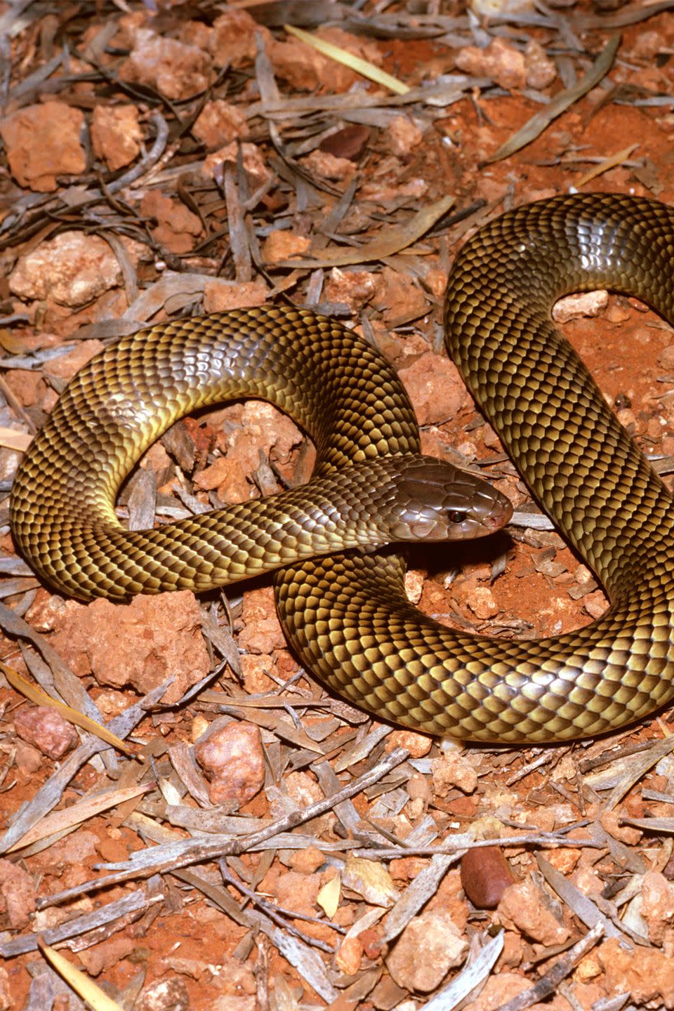 16. King Brown snakes squeeze out the most venom.