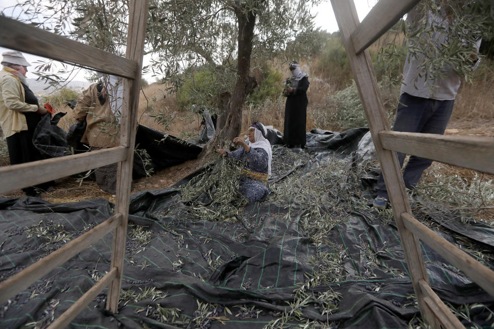 Palestinian farmers collect olives in an olive grove on the outskirts of the West Bank village of Raba, near the city of Jenin, on Oct.19, 2019. | Alaa Badarneh—EPA-EFE/Shutterstock