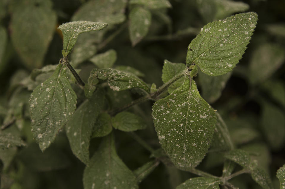 Volcanic ash expelled from the Chaparrastique volcano begins to cover bushes in San Jorge, El Salvador, Monday, Nov. 28, 2022. Authorities in El Salvador are warning residents near the Chaparrastique in the eastern part of the country to be alert as the volcano has shown signs of increased activity. (AP Photo/Salvador Melendez)