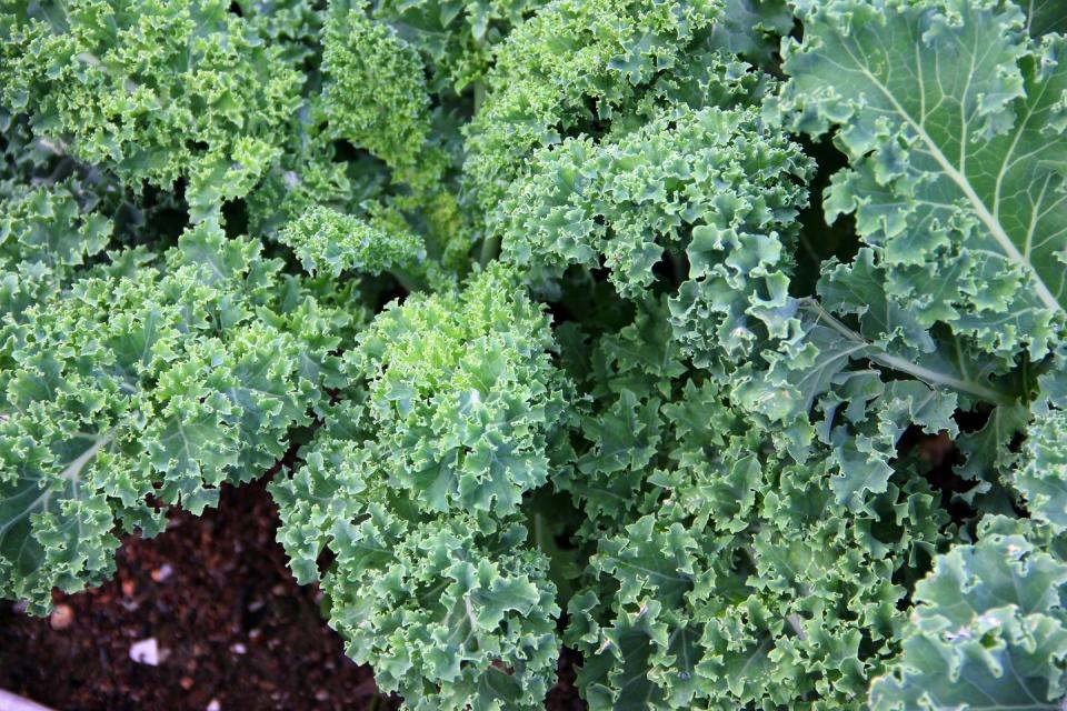 3) Kale