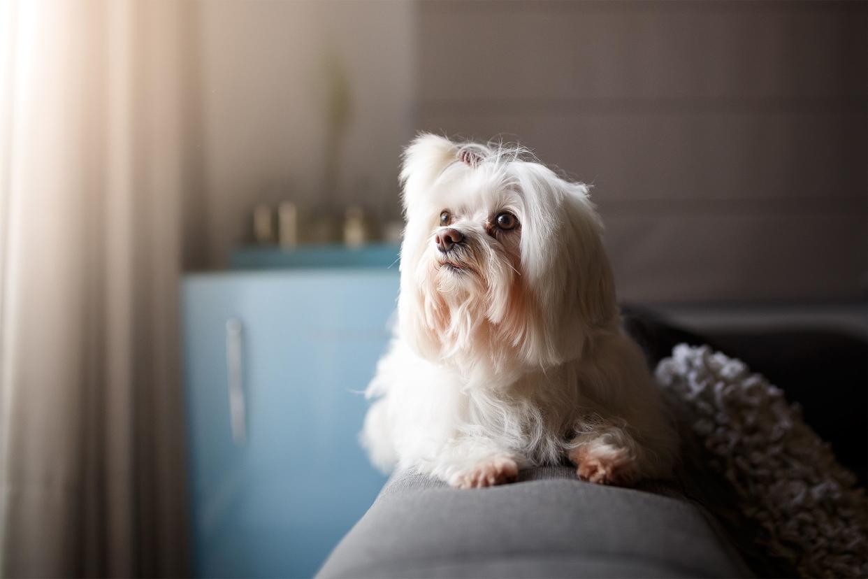 Focus on a cute white Lhasa Apso dog with shadowing, dog is sitting on a grey couch looking to the left off into the distance with a blurred background of curtains in a living room