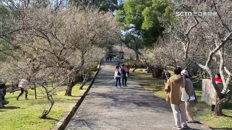 梅花季到來，角板山行館有將近300株梅樹。