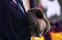 The 145th Westminster Kennel Club Dog Show at Lyndhurst Mansion in Tarrytown, New York