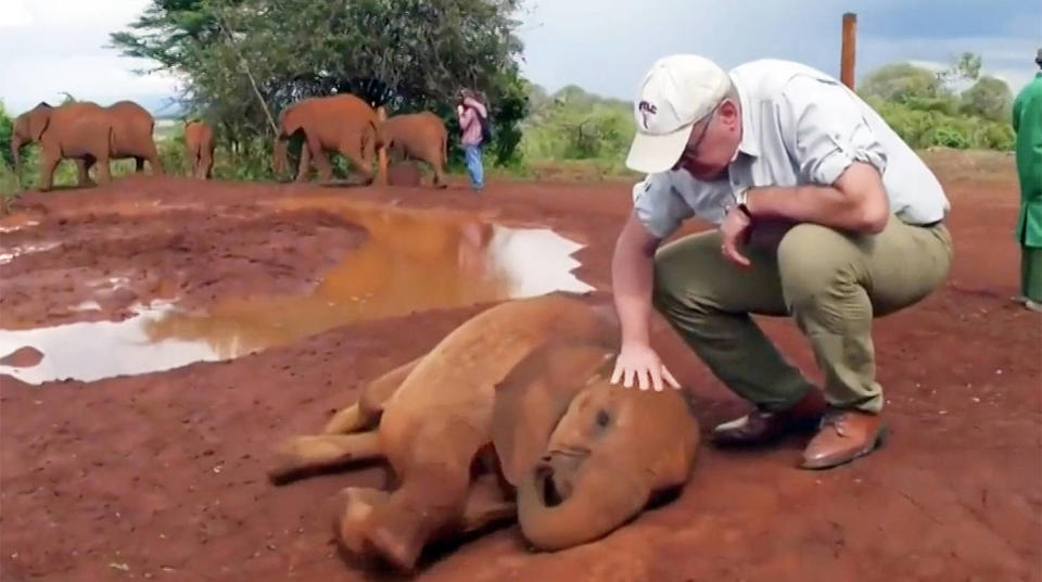 Harry Smith petting an elephant (TODAY)