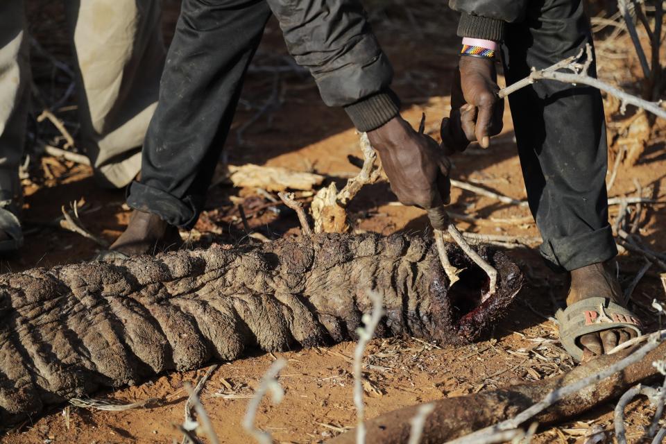 Locals touch the trunk of an elephant that was killed by Kenya Wildlife Service rangers after the elephant killed a woman while wandering for water and food in Loolkuniyani, Samburu County in Kenya on Oct. 16 2022. In Kenya’s sweltering northern Samburu county, a destructive drought exacerbated by climate change and degraded barren lands are wreaking havoc on people and wildlife. (AP Photo/Brian Inganga)