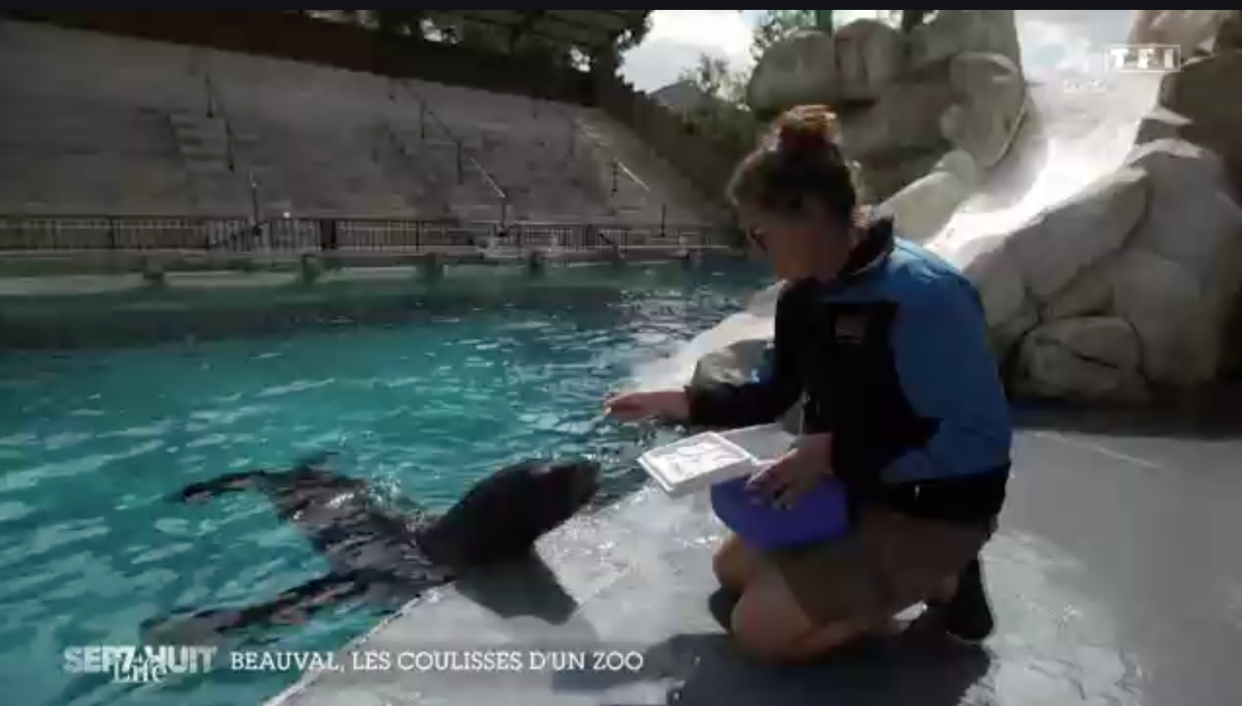 Les internautes très critiques vis-à-vis des spectacles dans le zoo de Beauval