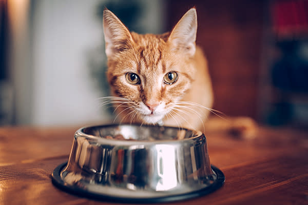 Cómo alimentar a tu gato según expertos