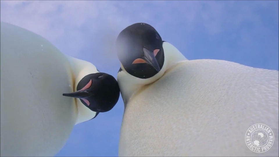 Australian Antarctic Division