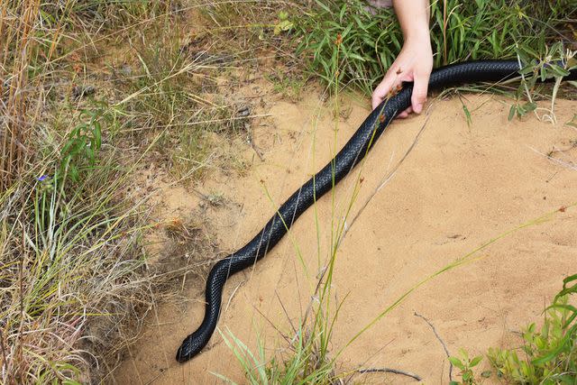 <p>Florida Fish and Wildlife Conservation Commission (FWC)</p> An eastern indigo snake enters a gopher tortoise burrow at The Nature Conservancy's Apalachicola Bluffs and Ravines Preserve