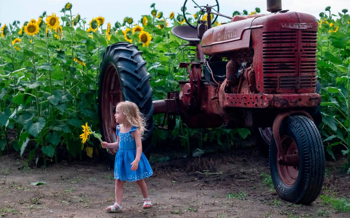 Guest pick their own sunflowers at Southern Palmetto Farms near Aynor, S.C. The farm is hosting a three day sunflower festival this weekend. July 8, 2022. JASON LEE