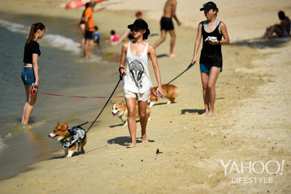 Corgi Gathering at Tanjong Beach