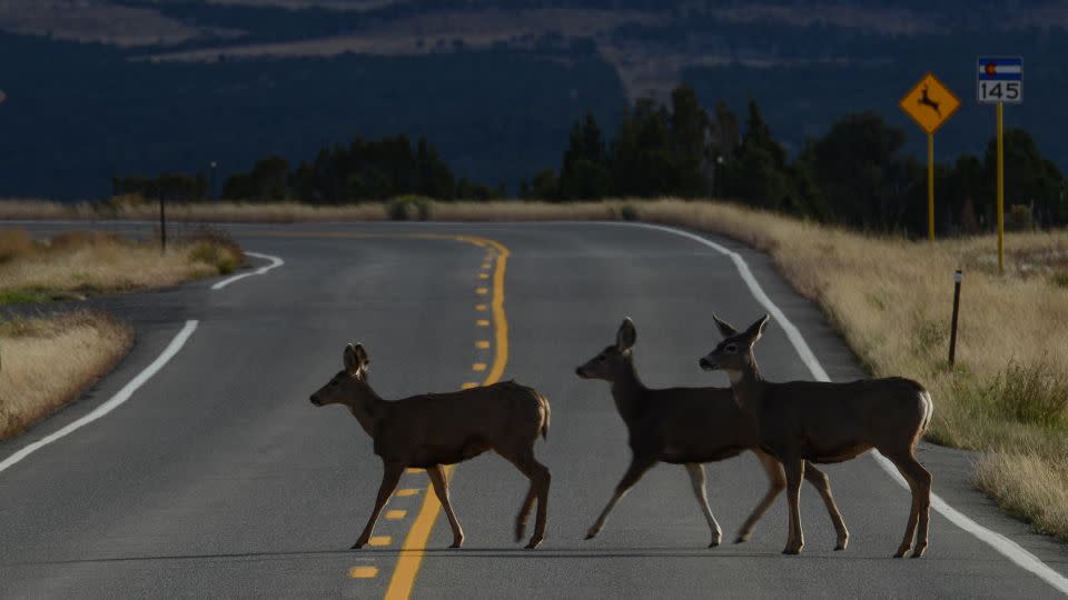 Three does crossing a road in Colorado in front of a "deer crossing" sign. Should you happen upon deer in the road and it's too late to come to a stop, do not give in to that natural impulse to swerve. - Hillary Kladke/Moment RF/Getty Images