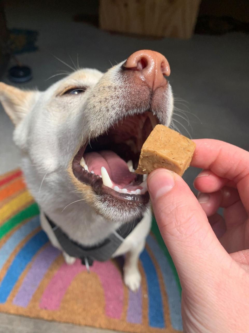 Bon Bon Bon's Bone-Eat-Os dog treats feature a simple list of ingredients: peanut butter, oats and bonito flakes.