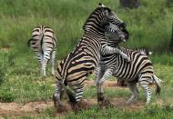 Zebras spar in a territorial scuffle in Kruger National Park in Skukuza, South Africa.