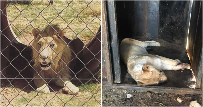 南非有不少圈養獅子供人獵殺的困獵場。（圖／翻攝自Wild@Life eV官網）