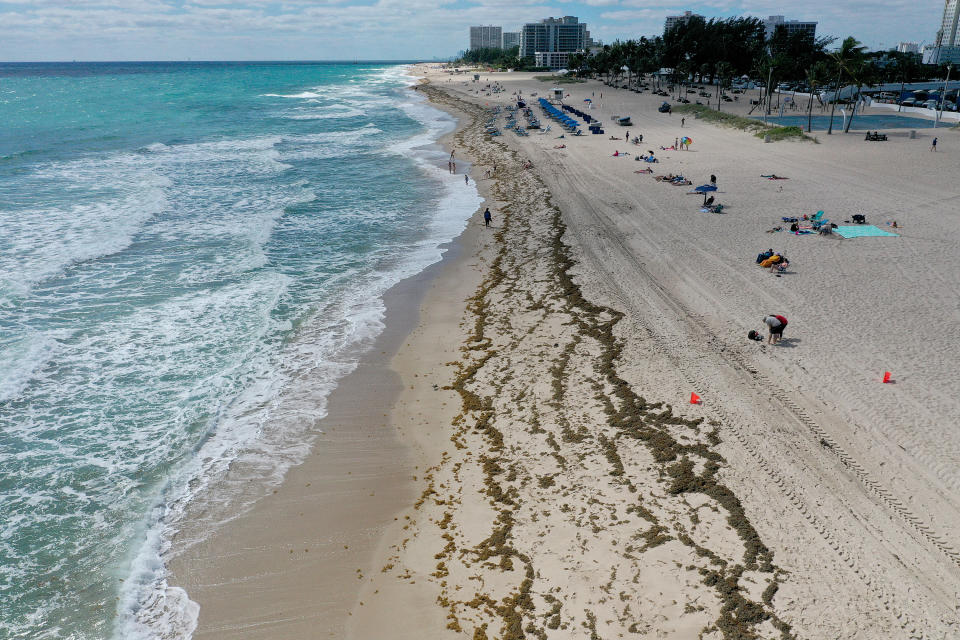 In this aerial view, several dozen beachgoers frolic among piles of seaweed on a beach.