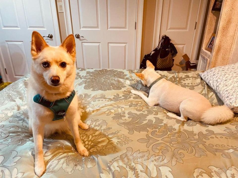 Arya (left), a 6-year-old Pomeranian and Husky mix, made a brief and hopeful recovery after being shot but died Friday. Instagram / aryathepomsky2020