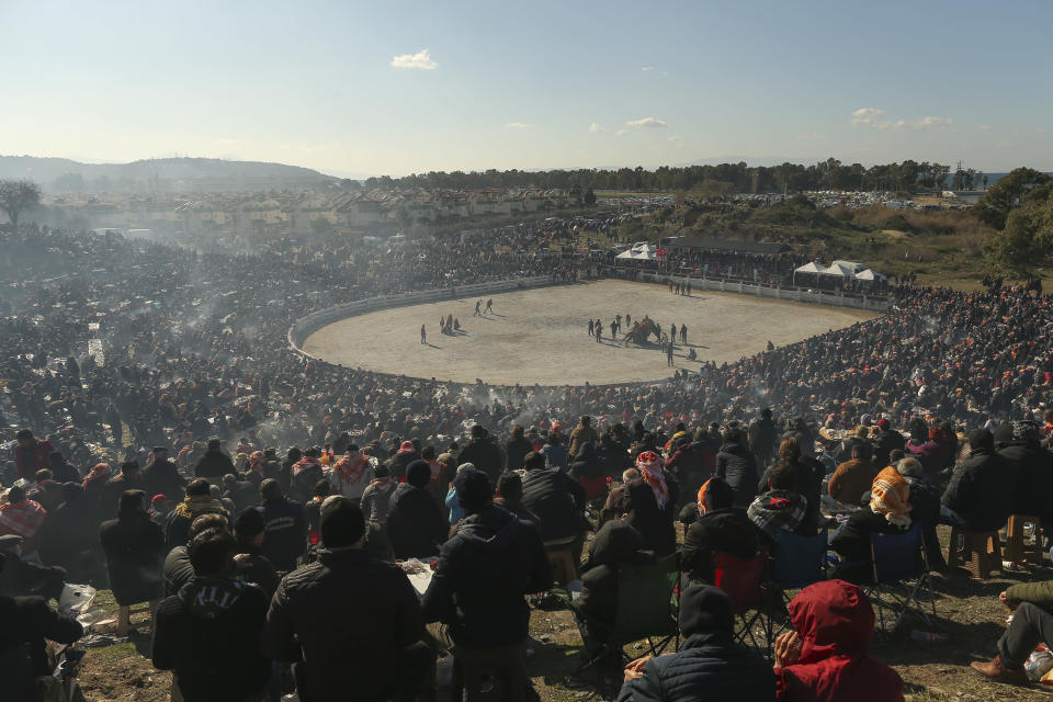 Spectators watch camels wrestling during Turkey's largest camel wrestling festival in the Aegean town of Selcuk, Turkey, Sunday, Jan. 16, 2022. They were competing as part of 80 pairs or 160 camels in the Efes Selcuk Camel Wrestling Festival, the biggest and most prestigious festival, which celebrated its 40th run. (AP Photo/Emrah Gurel)