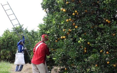 Workers harvest oranges on a farm in Limeira, Brazil - Credit: PAULO WHITAKER/Reuters