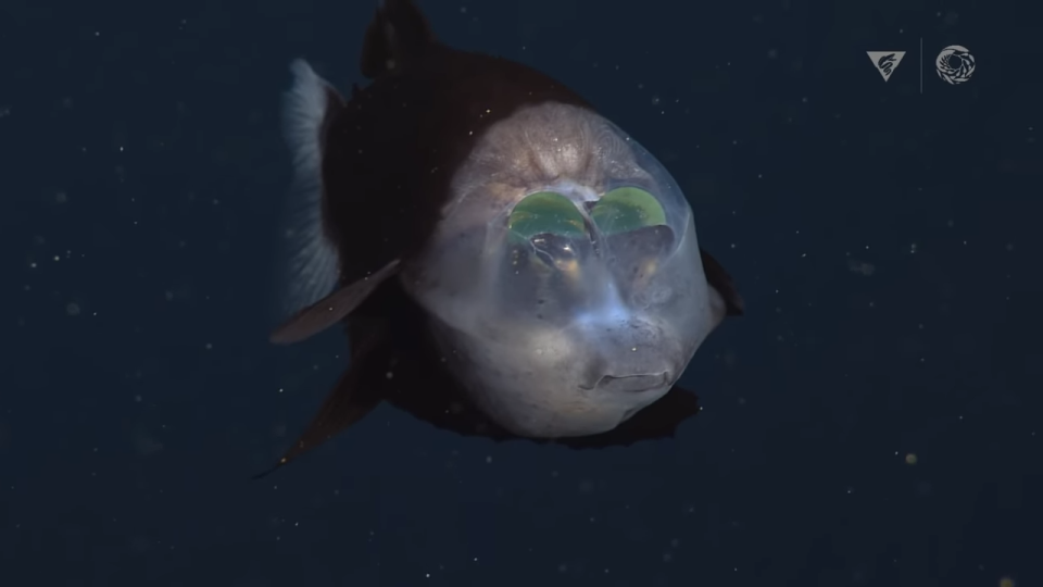 a barreleye fish swims in the ocean