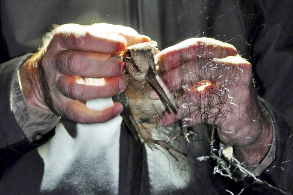 FILE - Migratory bird biologist Tom Cooper, of the U.S. Fish and Wildlife Service, removes an America woodcock from a research net, Oct. 6, 2014, at Sherburne National Wildlife Refuge, near Zimmerman, Minn. On April 6, 2023, the New Jersey Department of Environmental Protection issued a violation notice against one of its own sub-divisions accusing it of wrongly clearing 15 acres of a wildlife management area in southwestern New Jersey. The work was designed to create habitat for the American woodcock, but wound up destroying habitat for the barred owl, which is threatened, and the red-shouldered hawk, which is endangered. (Dave Orrick/Pioneer Press via AP, File)