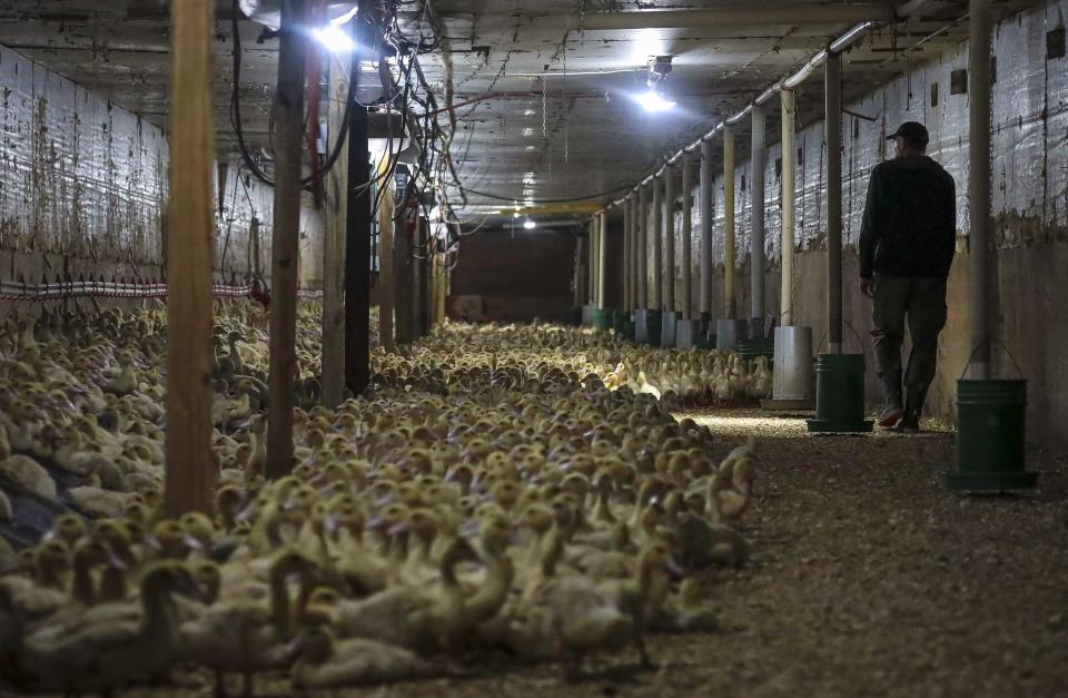 CORRECTS TO HUDSON VALLEY FOIE GRAS INSTEAD OF HIDDEN VALLEY FOIE GRAS In this July 18, 2019 photo, Marcus Henley, operations manager for Hudson Valley Foie Gras duck farm, tours a barn containing eight-week-old Moulard ducks at the farm in Ferndale, N.Y. At twelve-weeks-old they are caged for force-feeding in order to fatten their liver for the delicacy known as foie gras. A New York City proposal to ban the sale of foie gras, the fattened liver of a duck or goose, has the backing of animal welfare advocates, but could mean trouble for farms outside the city that are the premier U.S. producers of the French delicacy. (AP Photo/Bebeto Matthews)