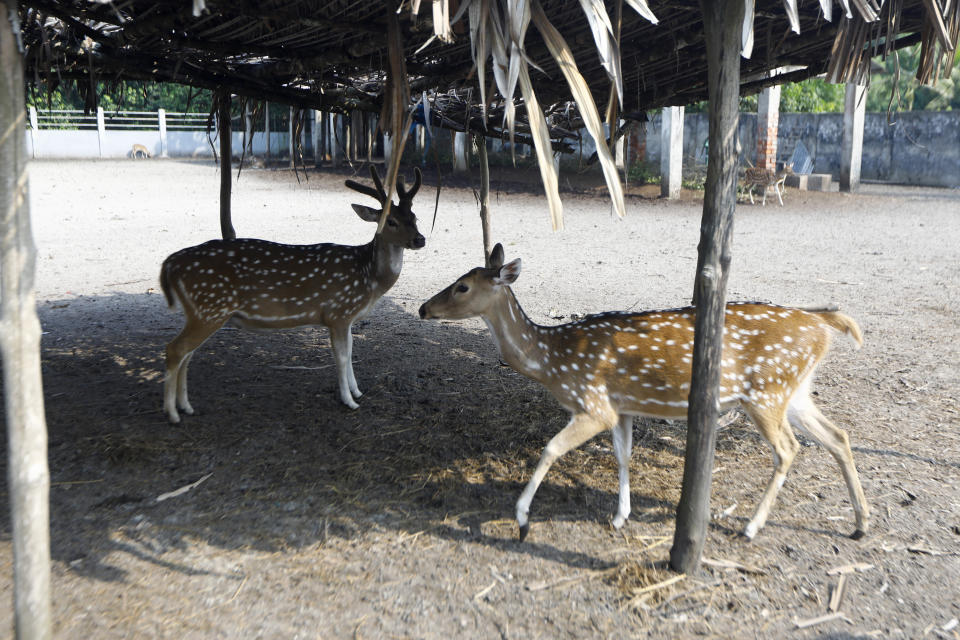 Karamjal wildlife breeding center, at the Sundarbans, the world’s largest mangrove forest, near the Maitree Super Thermal Power Project in Rampal, Bangladesh, Tuesday, Oct. 18, 2022. A power plant will start burning coal as part of Bangladesh’s plan to meet its energy needs and improve living standards, officials say. (AP Photo/Al-emrun Garjon)