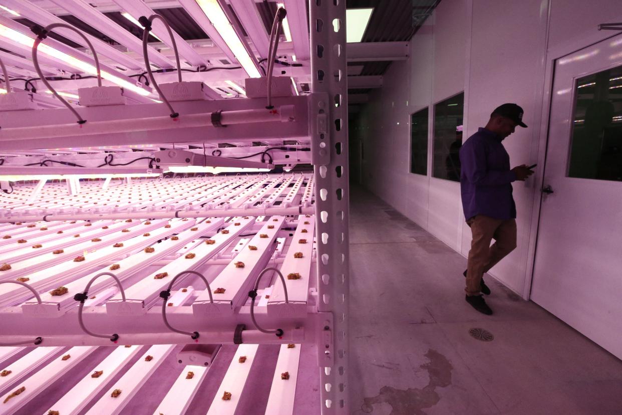 Hundred Acre, a premium greens indoor vertical hydroponic farm, shows greens beginning to sprout at 3945 N. 31st street in Milwaukee, on Thursday, Nov. 18, 2021. The vegetables that are growing at the farm include Holy Basil, Arugula, Endive, Spring Mix, Baby Spinach and Rainbow Chard. Today’s soft opening included local area businesses, educators and community leaders.