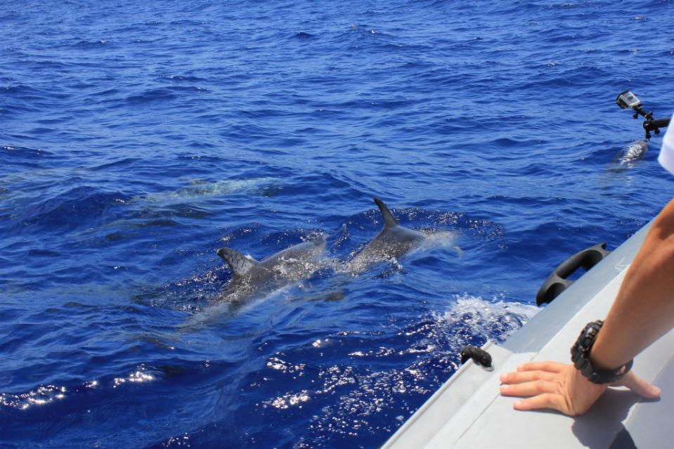 Jumping dolphins in blue sea via Getty Images