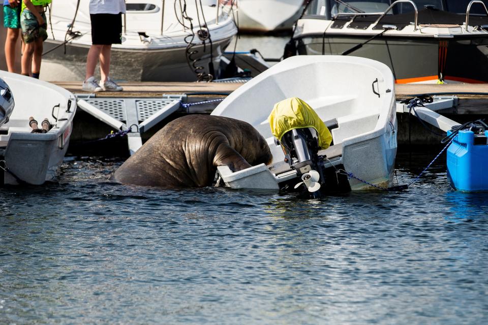 Freya the walrus climbs into a boat in Frognerkilen bay, in Oslo, Norway July 20, 2022.