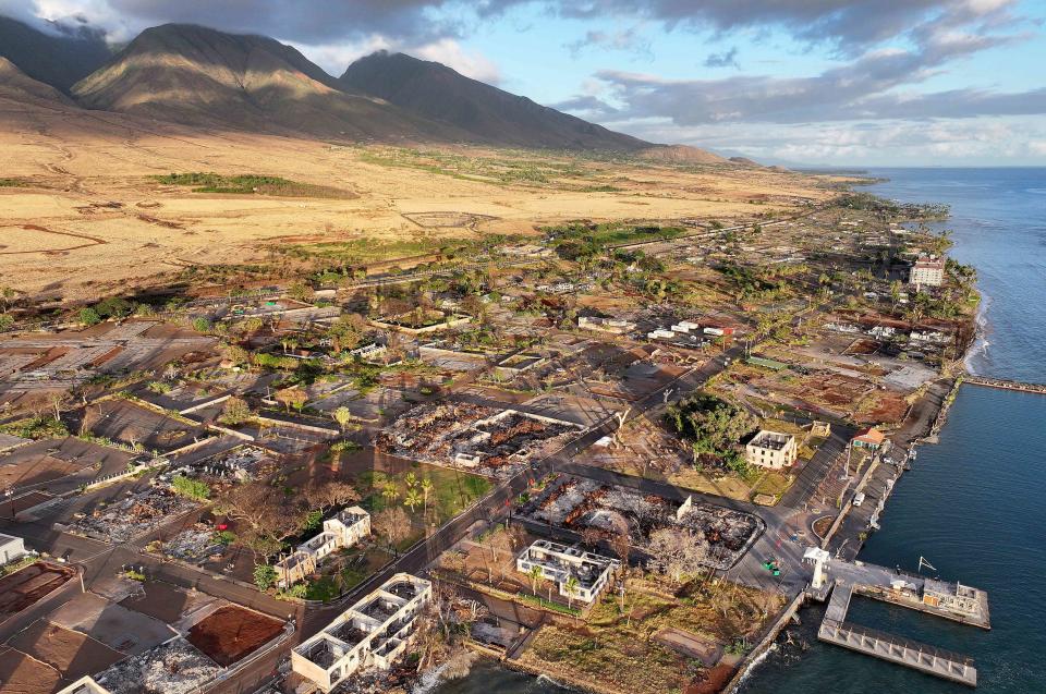 <p>Mario Tama / Getty Images</p> An aerial view of vegetation regrowth amid areas destroyed or damaged by the Lahaina wildfire, including the iconic banyan tree (RIGHT C), on August 4, 2024 in Lahaina, Hawaii.