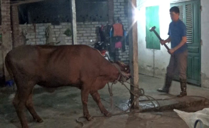 An image showing an Australian steer allegedly being killed with a sledgehammer in a backyard abattoir in Vietnam. Picture: Animals Australia