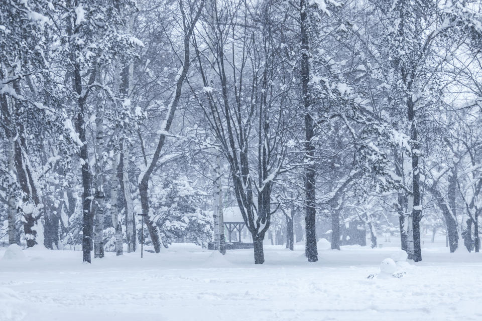 A snowy forest