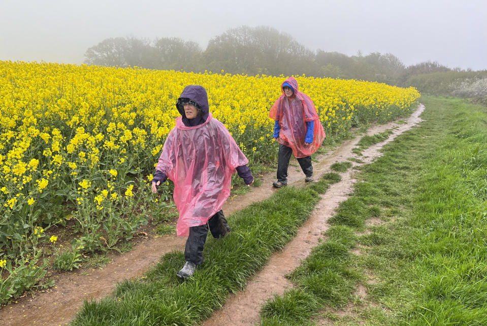 Lauren Finkle, left, and Bob Finkle walk through a field of rapeseed during a rainy day hike, just east of Exmouth, southern England on April 27, 2023. (Steve Wartenberg via AP)