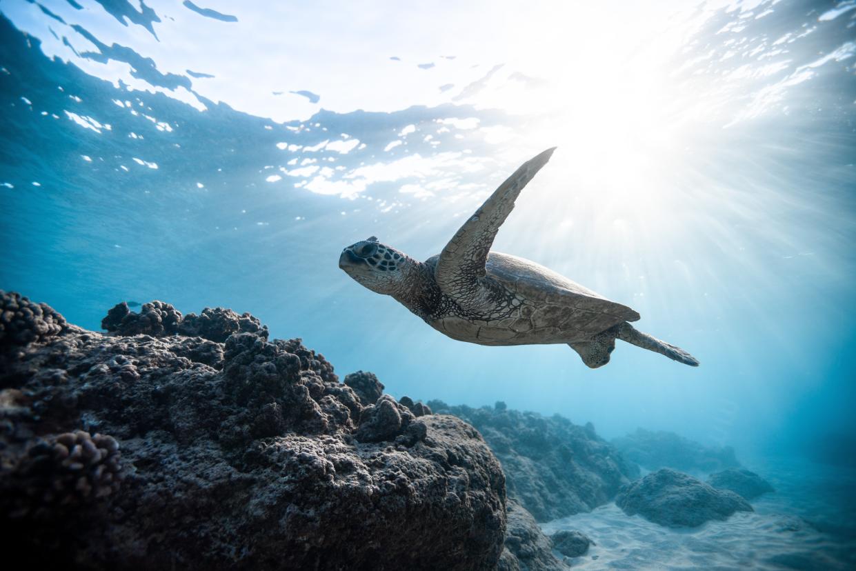 <span class="caption">L’étude des océans occupe une place centrale dans la recherche sur le climat. </span> <span class="attribution"><a class="link " href="https://www.pexels.com/fr-fr/photo/mer-nature-eau-bleu-2765872/" rel="nofollow noopener" target="_blank" data-ylk="slk:Pexels/Jeremy Bishop;elm:context_link;itc:0;sec:content-canvas">Pexels/Jeremy Bishop</a></span>