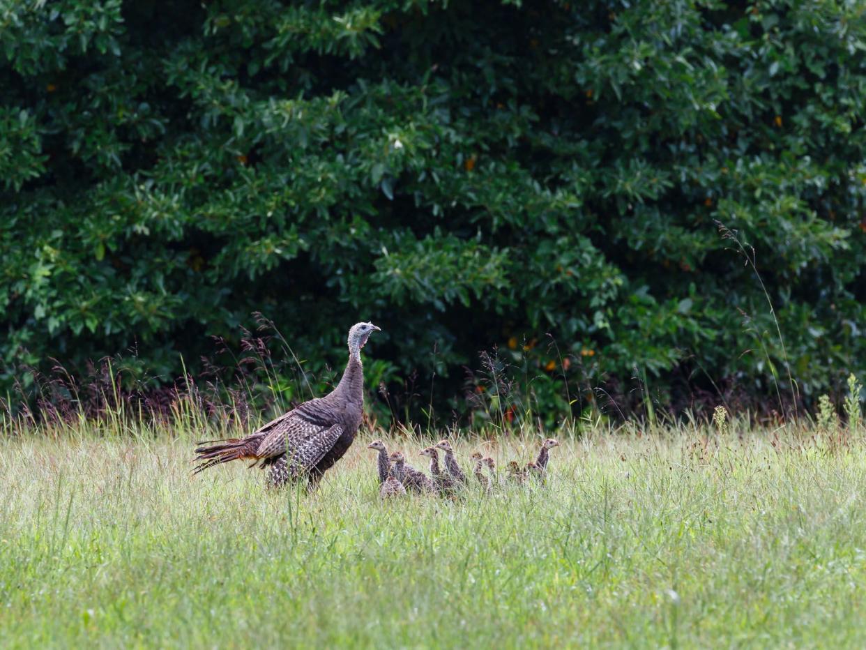 Ten baby wild turkeys (Meleagris gallopavo) standing next to their mother in a field just outside the protection of a heavily wooded area. Shortly after this photograph was taken the mother turkey and all of her young headed for the protection of the wood