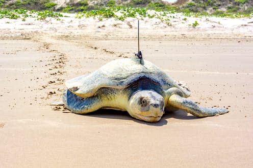 <span class="caption">A critically endangered Kemp's ridley sea turtle.</span> <span class="attribution"><a class="link " href="https://www.shutterstock.com/image-photo/critically-endangered-kemps-ridley-rarest-all-441428554?src=XNMBE9GiUGY_jb6annUC9w-1-2" rel="nofollow noopener" target="_blank" data-ylk="slk:Shutterstock/JB Manning;elm:context_link;itc:0;sec:content-canvas">Shutterstock/JB Manning</a></span>