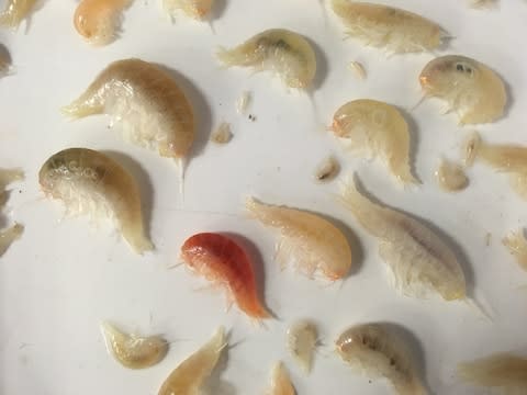 Amphipods taken from Challenger Deep in the Mariana Trench - Credit: Newcastle University 