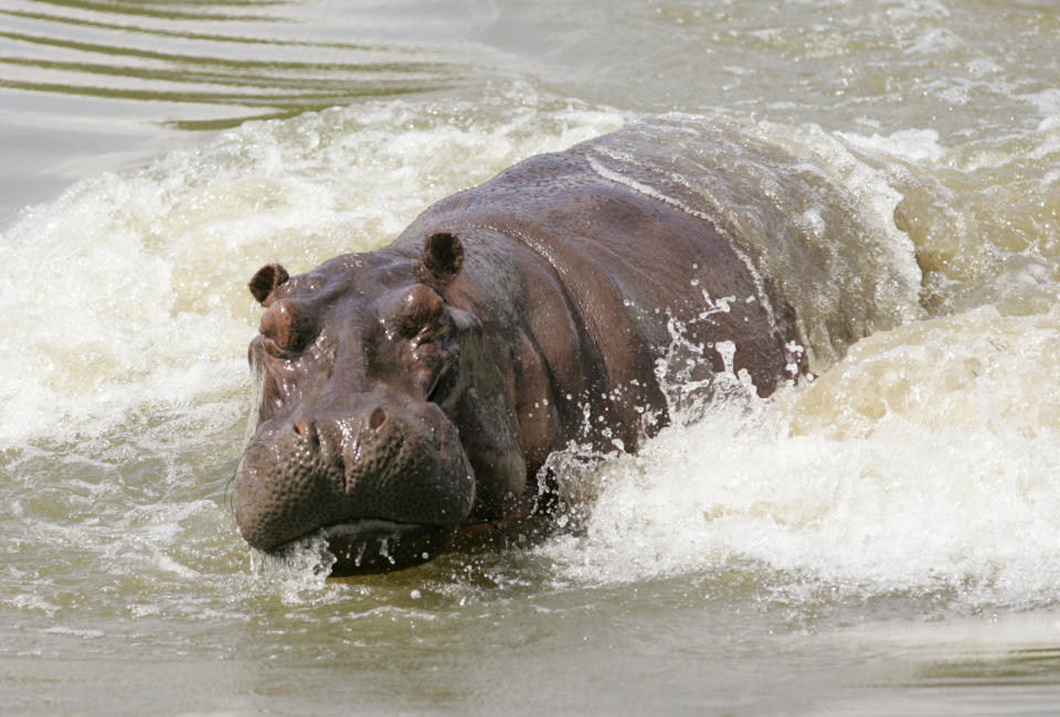 Pablo Escobar hippos Colombia Medellin